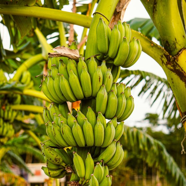 cultiver-des-fruits-exotiques-dans-votre-jardin
