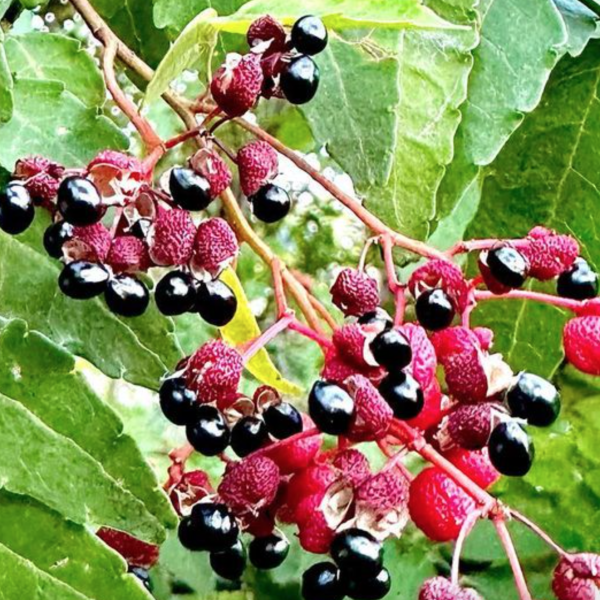 cultivez-des-saveurs-exotiques-dans-votre-jardin