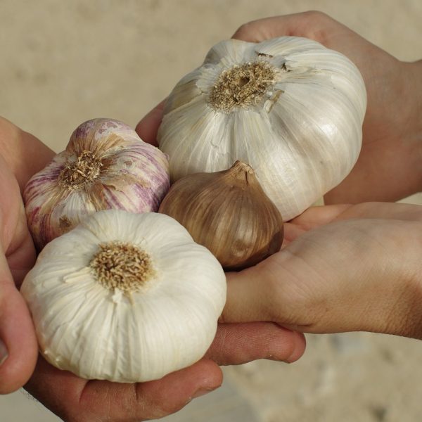 la-culture-de-ail-au-jardin