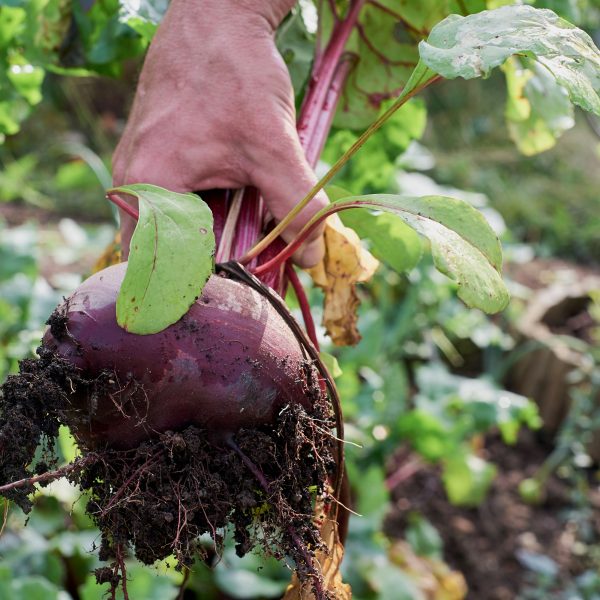 la-culture-des-betteraves-au-jardin
