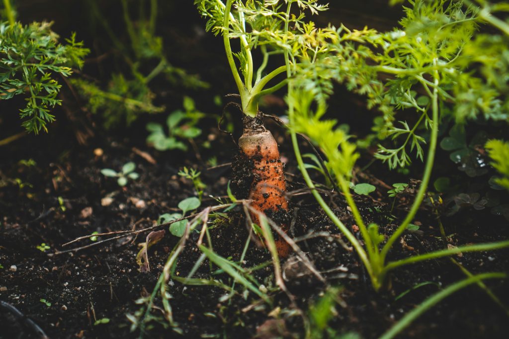 la-culture-des-carottes-au-jardin