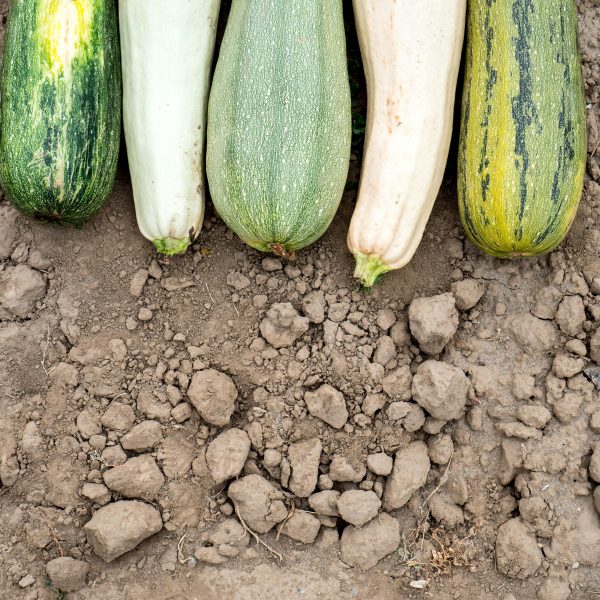 la-culture-des-courgettes-au-jardin1