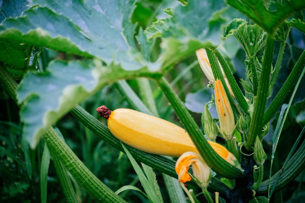 la-culture-des-courgettes-au-jardin1