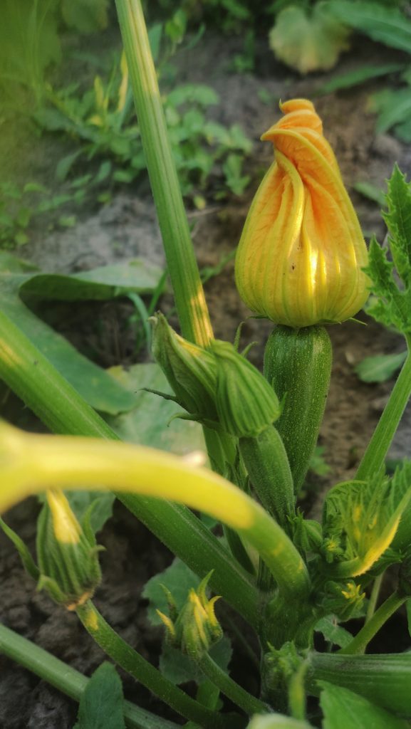 la-culture-des-courgettes-au-jardin1