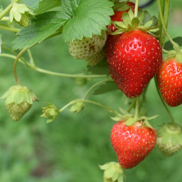 la-culture-des-fraises-au-jardin