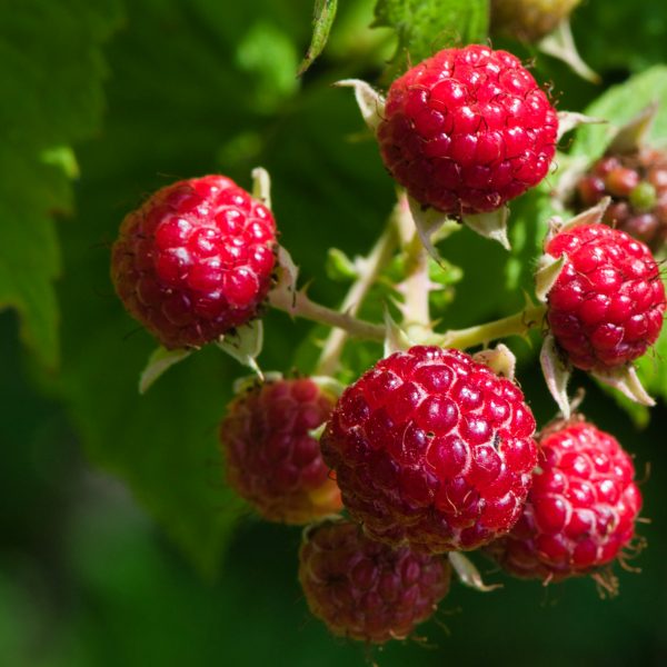 la-culture-des-framboises-au-jardin