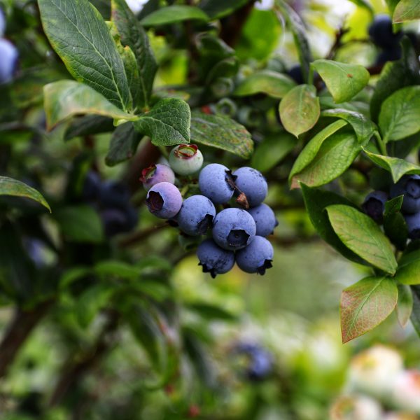 la-culture-des-myrtilles-au-jardin