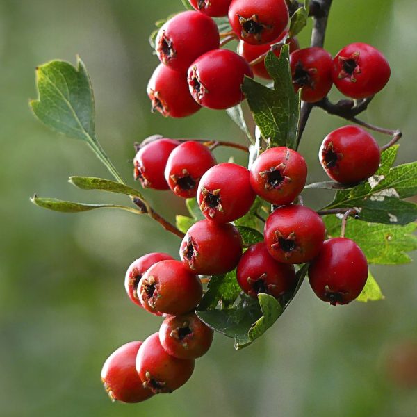 la-culture-des-petits-fruits-au-jardin