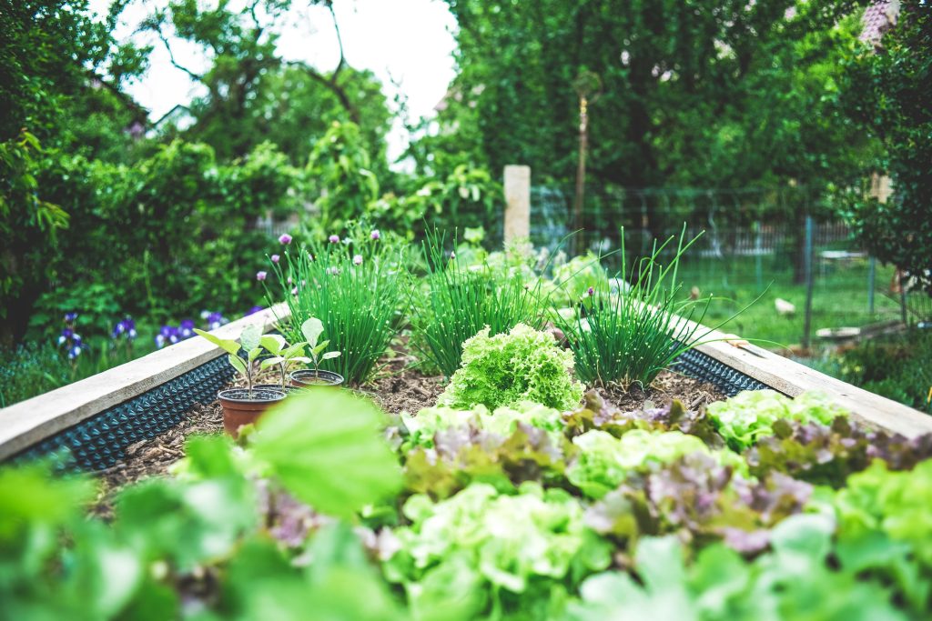 la-culture-des-salades-au-jardin potager
