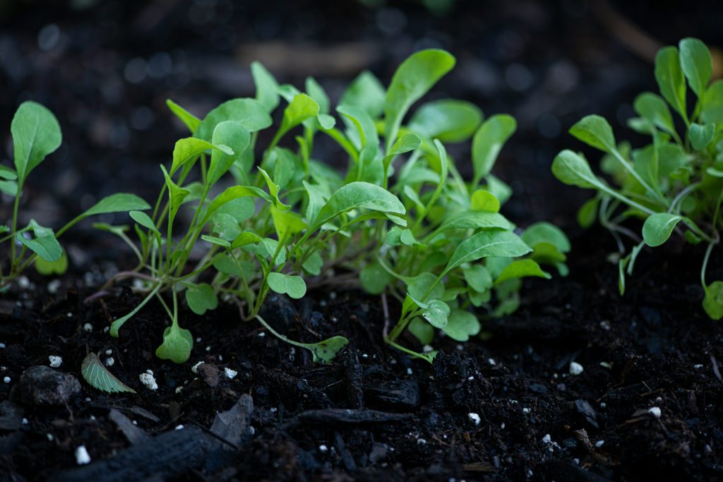 la-culture-des-salades-au-jardin3