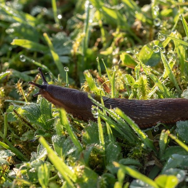 la-lutte-biologique-au-jardin