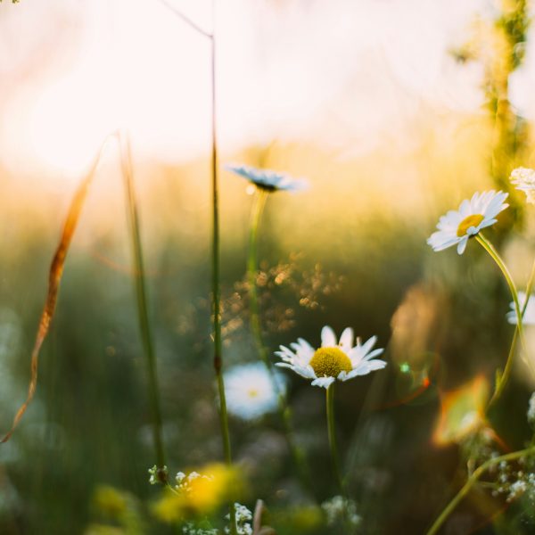 le-printemps-au-jardin-une-symphonie-de-renouveau