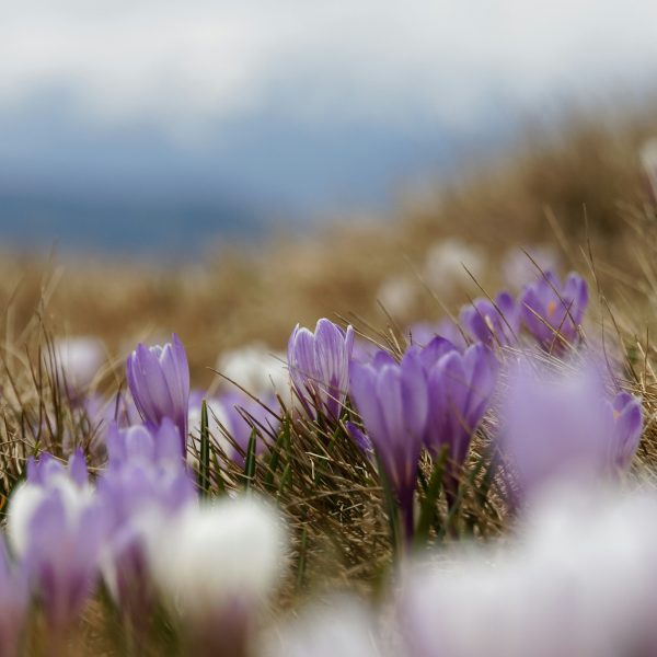 les-fleurs-de-lhiver-crocus-de-tommasini
