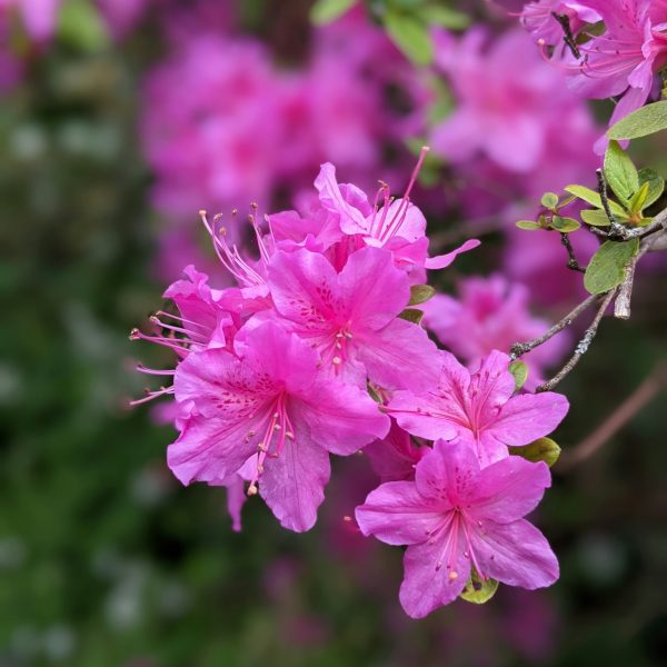 les-fleurs-du-printemps-azalee-mucronee