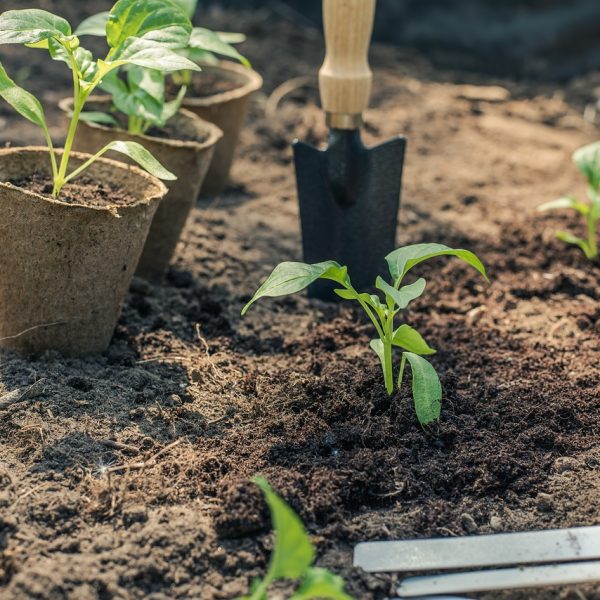 les-gestes-au-jardin-en-mai