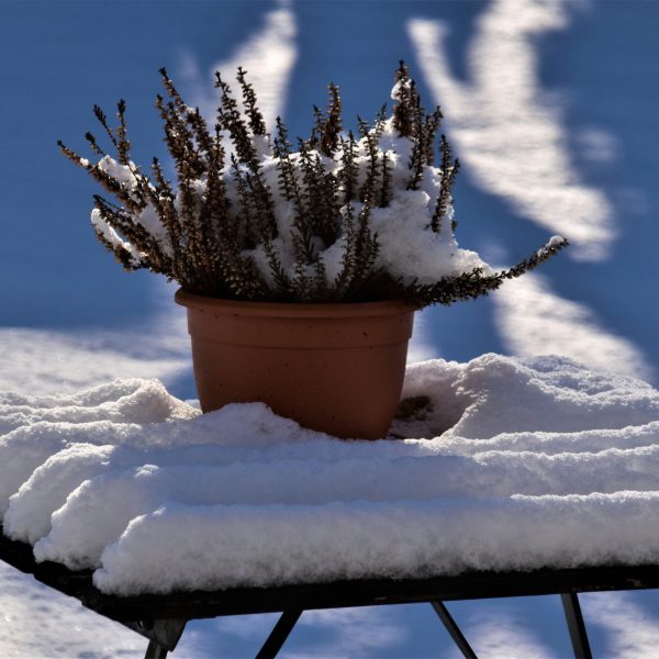 les-gestes-de-fevrier-conseils-pour-un-jardin-en-sante