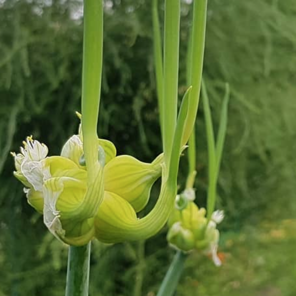 les-legumes-perpetuels-pour-cultiver-durablement-votre-jardin