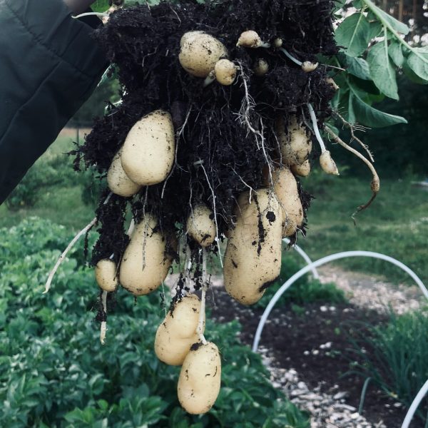 pommes de terre jardin