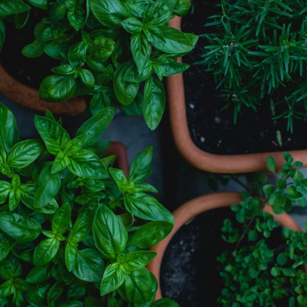 transformez-votre-jardin-avec-les-plantes-aromatiques