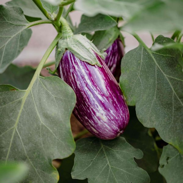 la-culture-aubergines-au-jardin