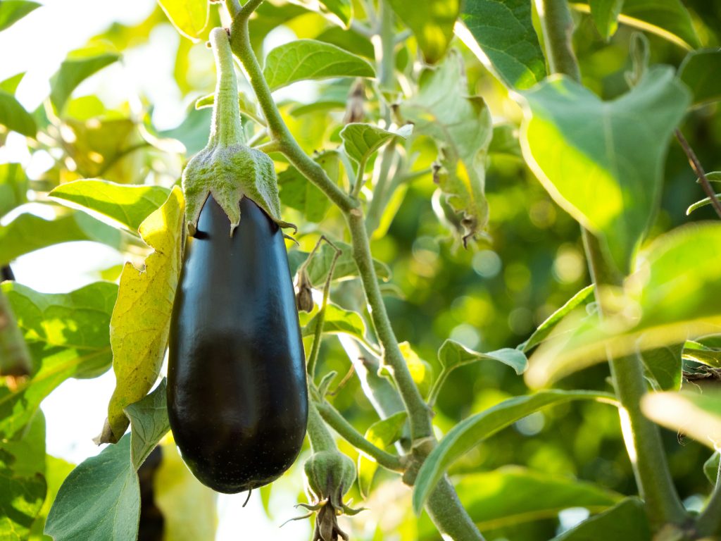 la-culture-aubergines-au-jardin