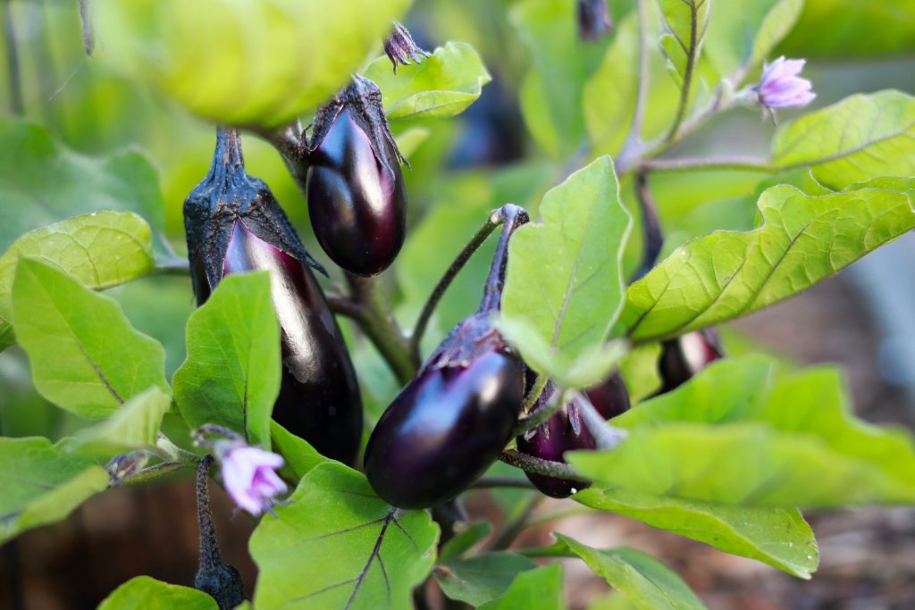 la-culture-aubergines-au-jardin