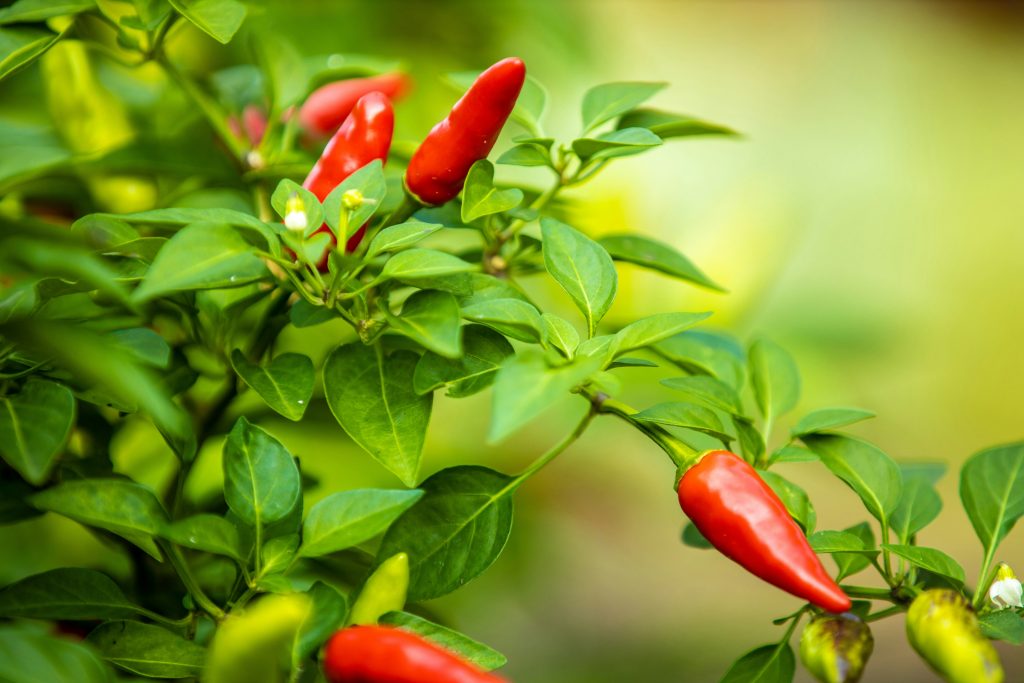 la-culture-de-piments-et-poivrons-au-jardin