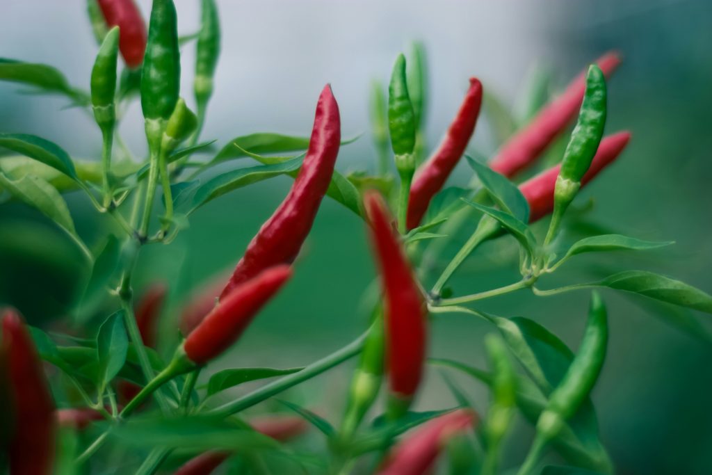 la-culture-de-piments-et-poivrons-au-jardin