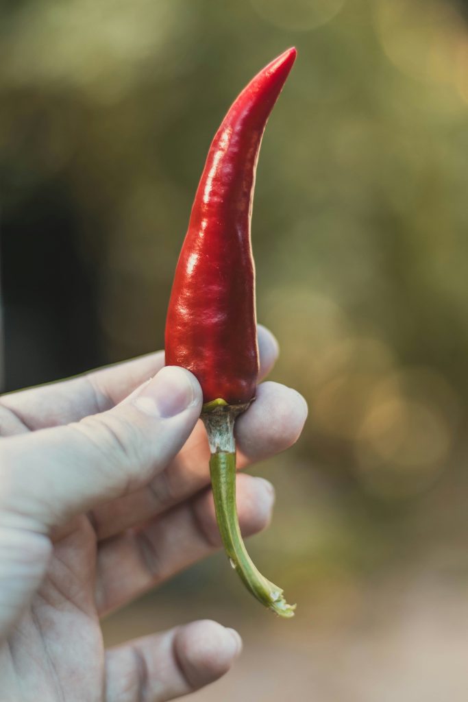 la-culture-de-piments-et-poivrons-au-jardin