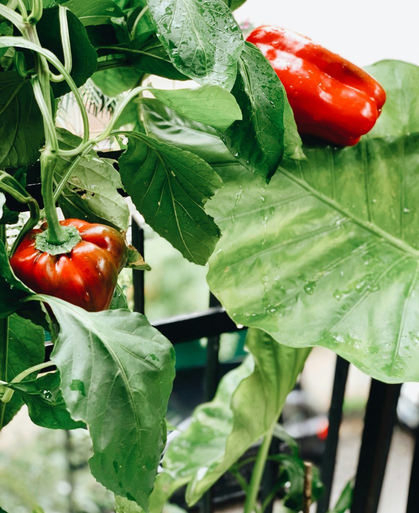 la-culture-de-piments-et-poivrons-au-jardin