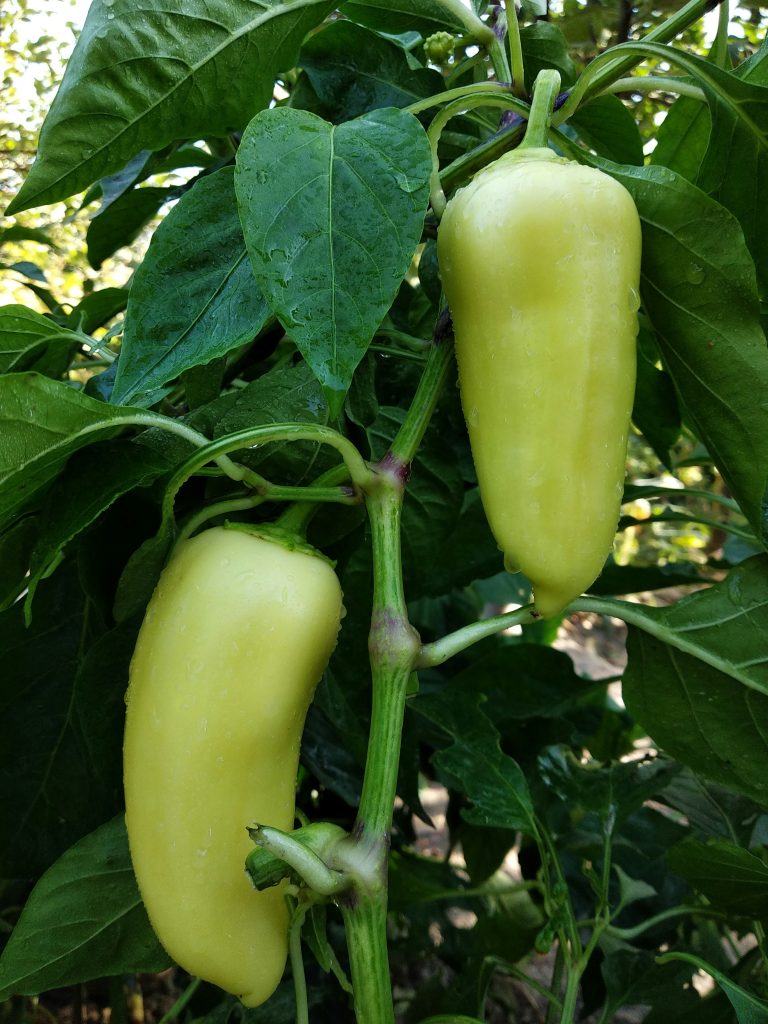 la-culture-de-piments-et-poivrons-au-jardin