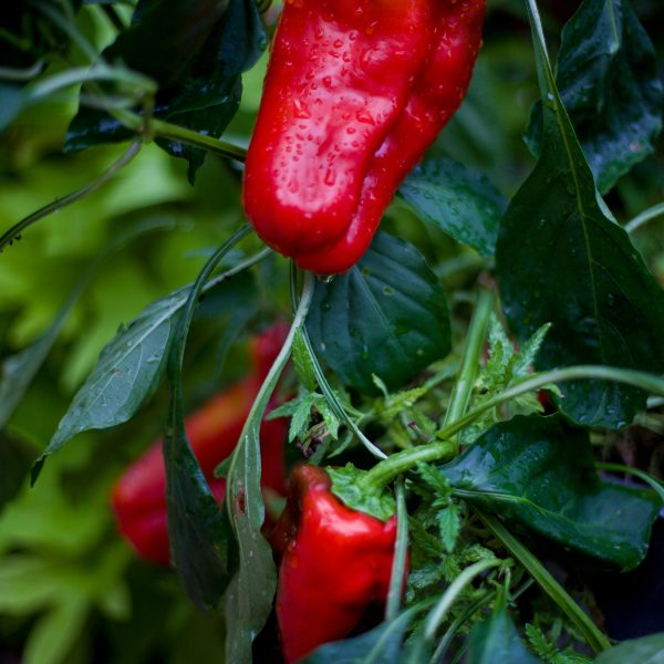 la-culture-de-piments-et-poivrons-au-jardin