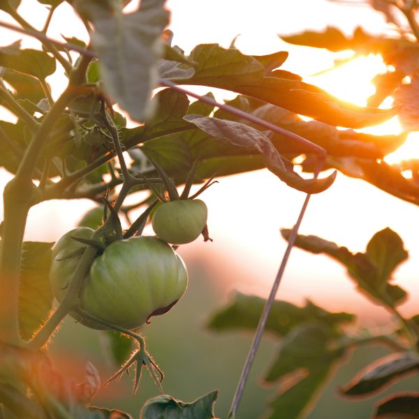 la-culture-de-tomates-au-jardin