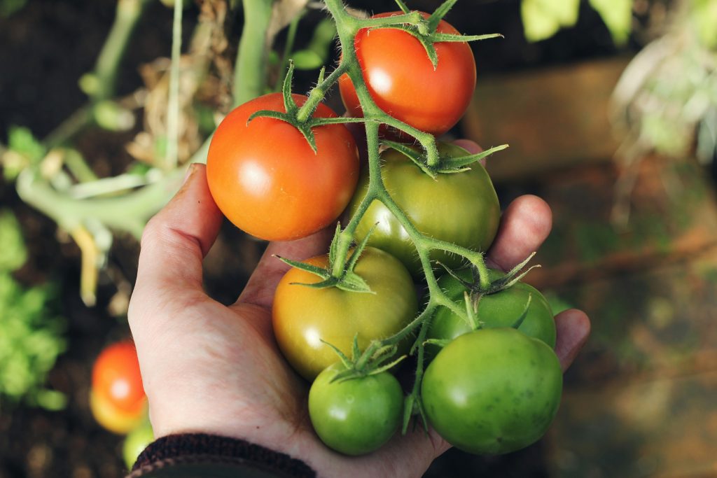 la-culture-de-tomates-au-jardin
