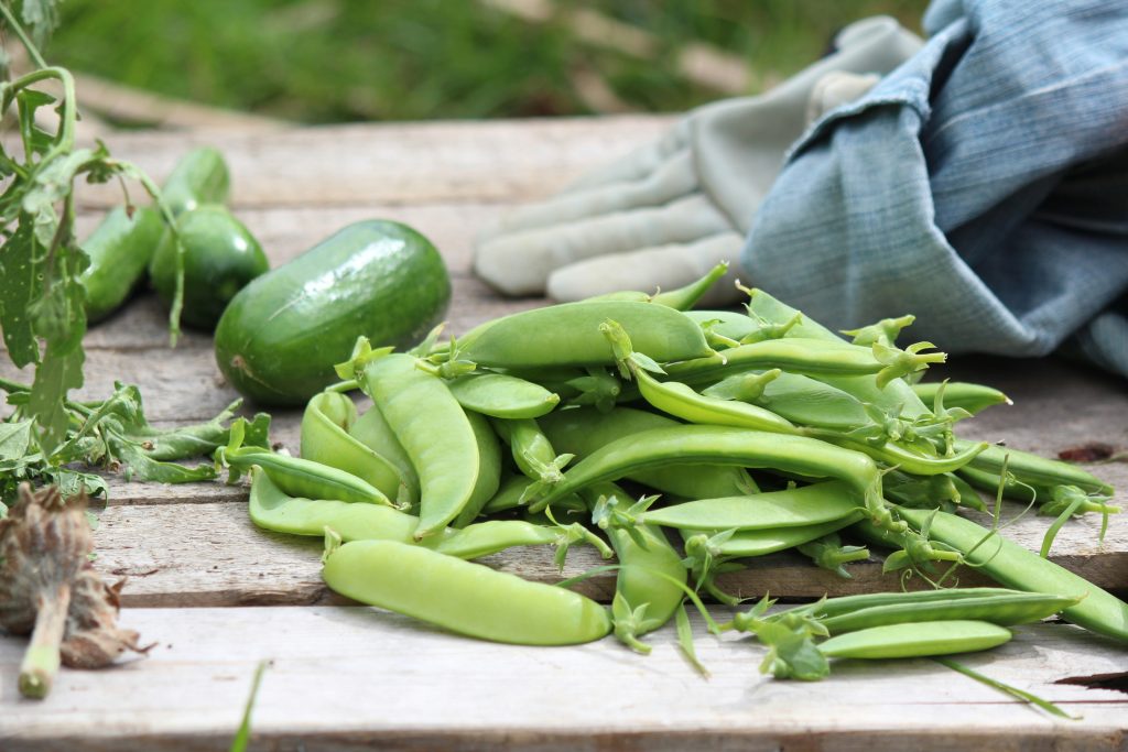 la-culture-des-pois-au-jardin