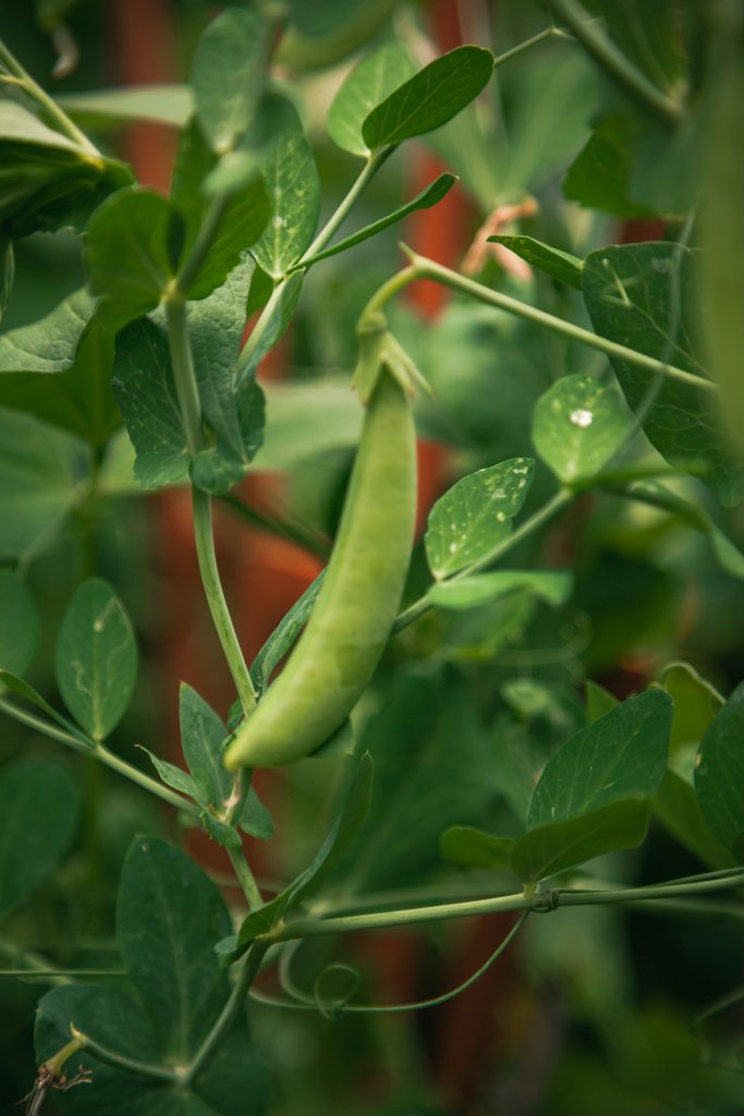 la-culture-des-pois-au-jardin