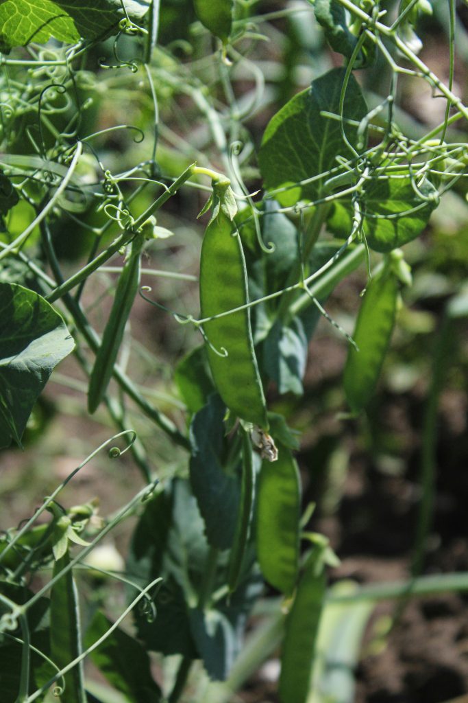 la-culture-des-pois-au-jardin