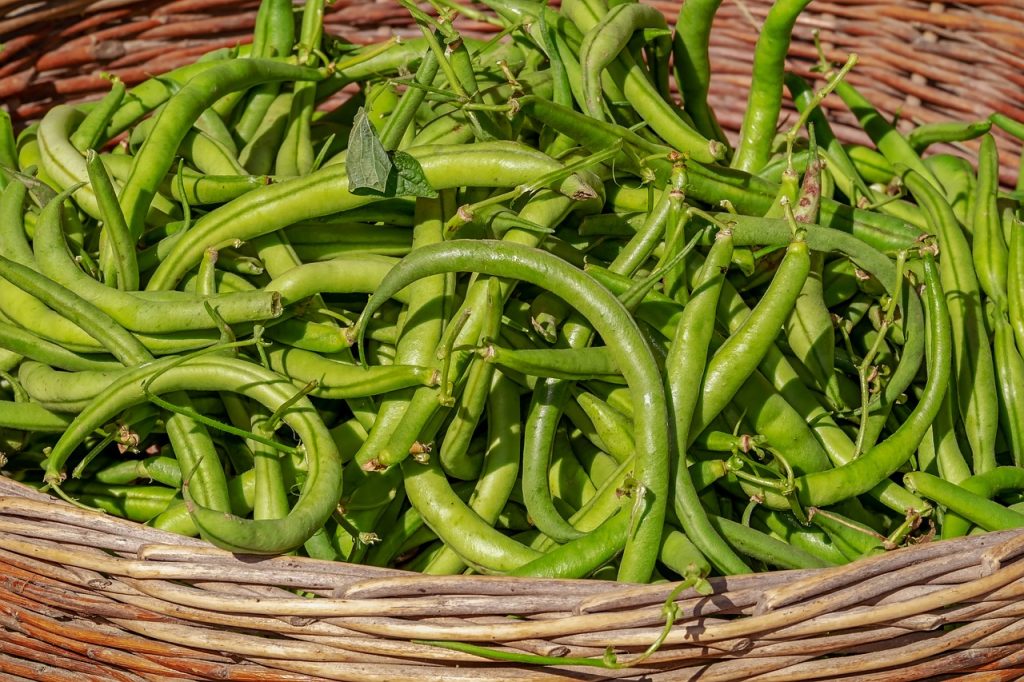 la-culture-haricots-au-jardin2