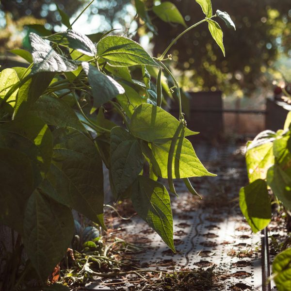 la-culture-haricots-au-jardin2