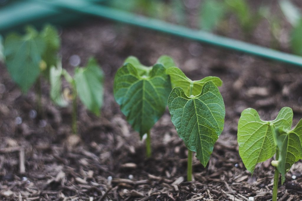 la-culture-haricots-au-jardin2