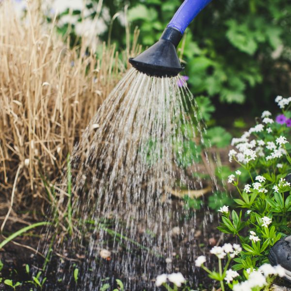 urgence-de-verdir-nos-espaces-de-vie