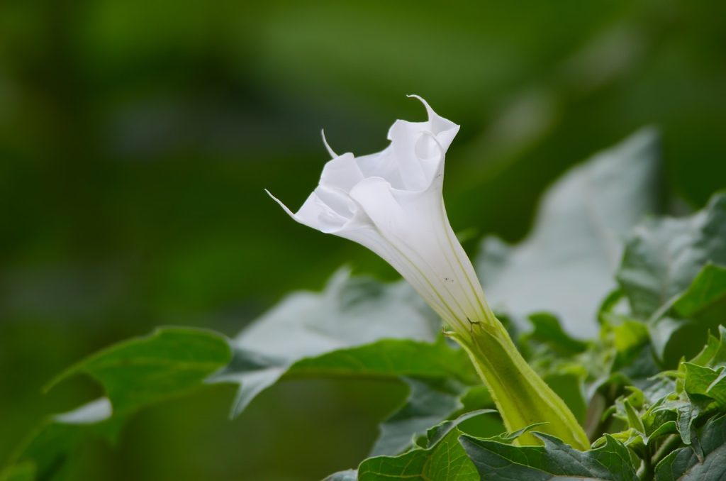 Datura stramonium (Datura stramoine, pomme épineuse