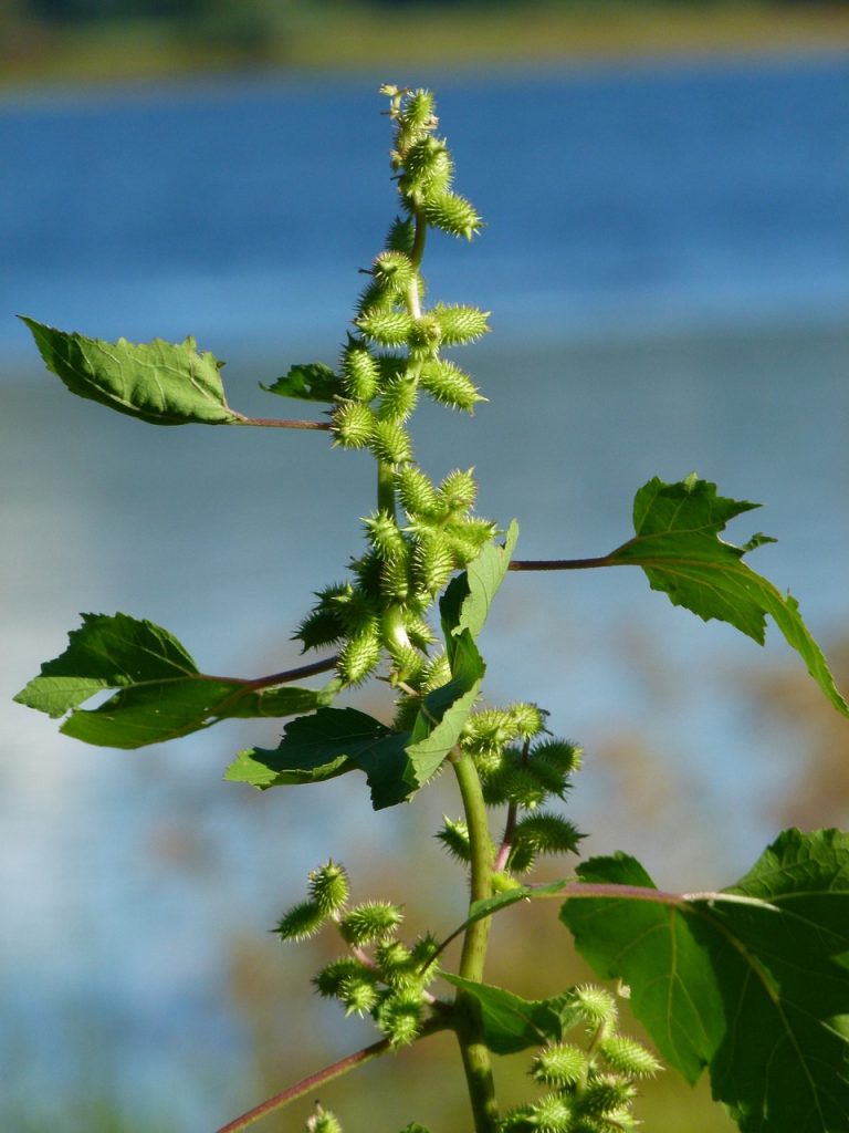 Xanthium strumarium (Lampourde)