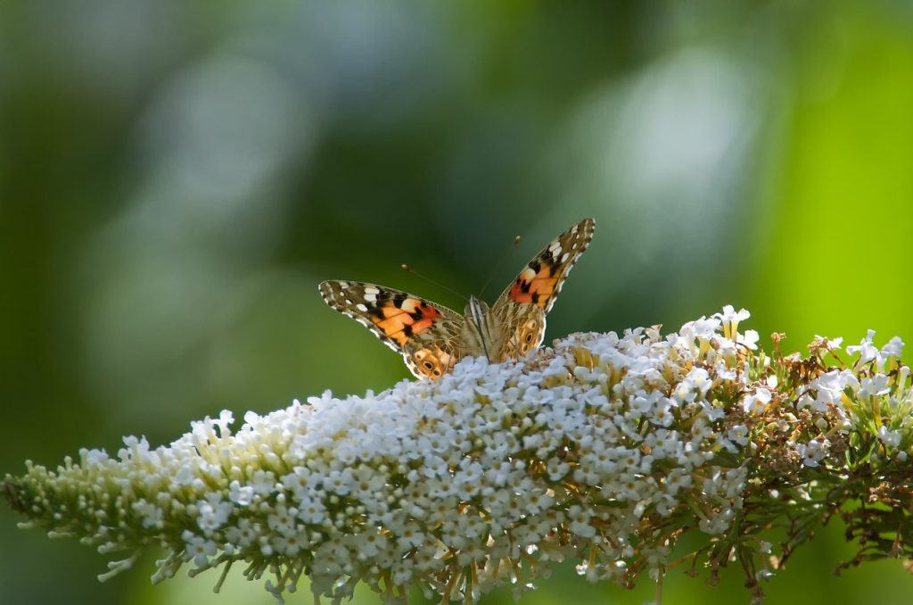 buddleia-un-faux-ami-pour-la-biodiversite1