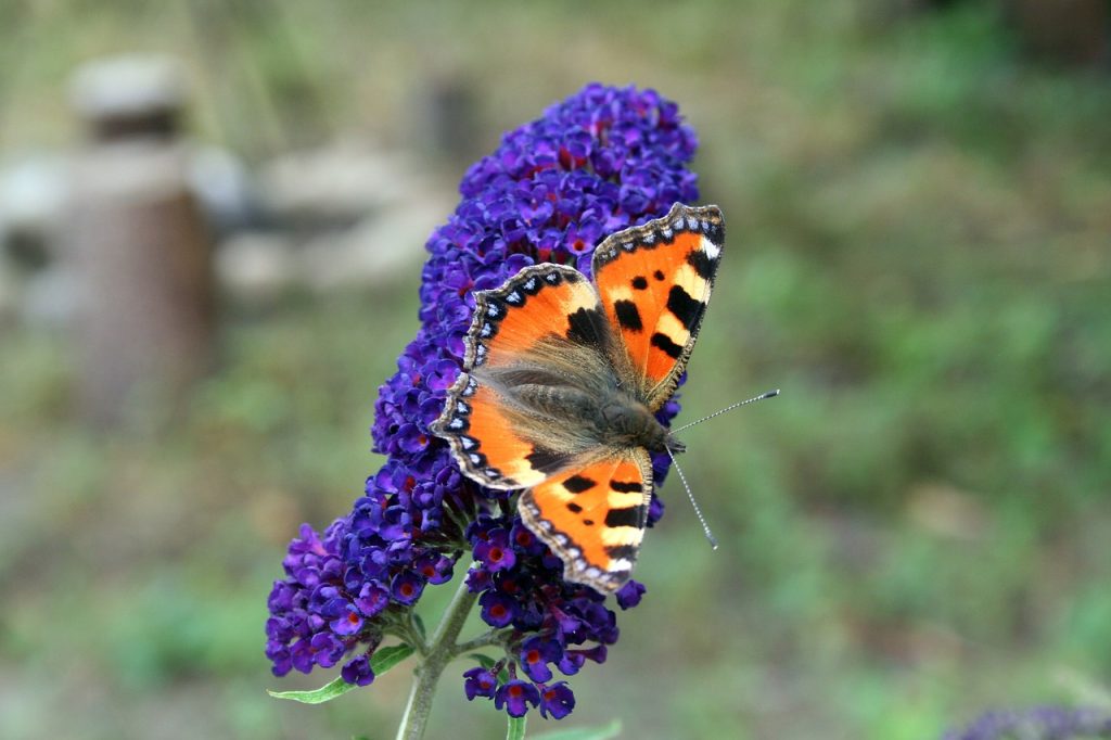 buddleia-un-faux-ami-pour-la-biodiversite1