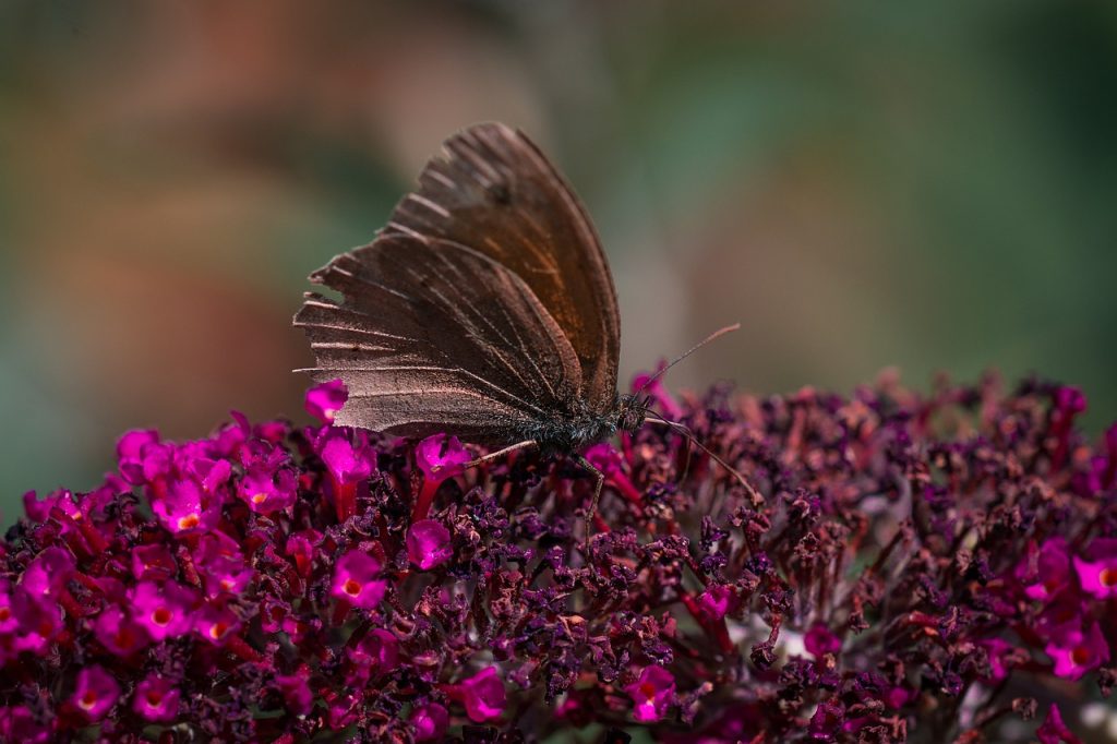 buddleia-un-faux-ami-pour-la-biodiversite1