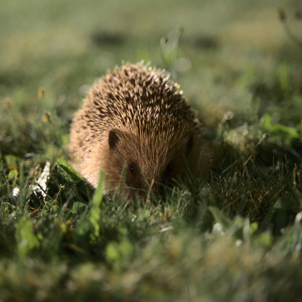 herisson-guide-pour-un-refuge-naturel-au-jardin