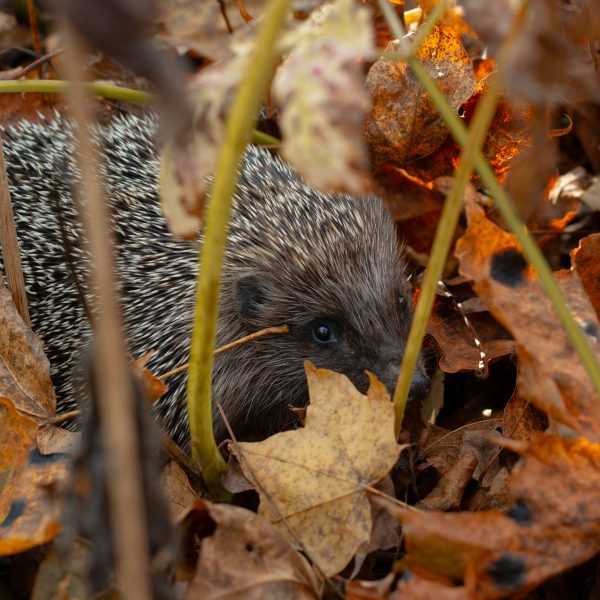 herissons-les-proteger-et-eviter-les-pieges