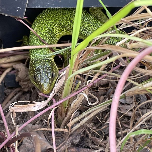 inviter-le-lezard-vert-au-jardin