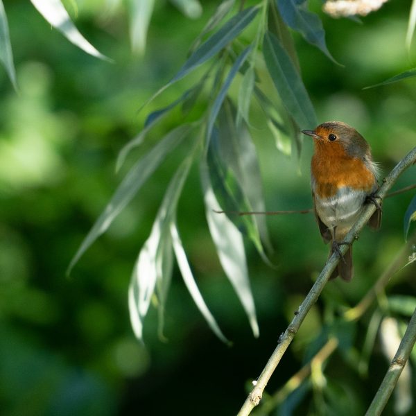 le-rouge-gorge-ce-petit-curieux-qui-fait-son-nid-dans-nos-jardins